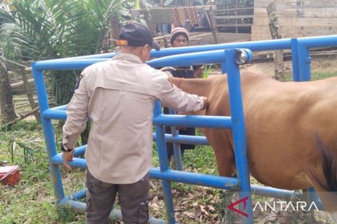 Dinas Pertanian OKU Gencarkan Vaksinasi PMK Jelang Idul Adha 2026 Demi Hewan Kurban Sehat