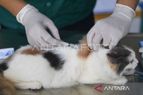 31 Puskeswan Kaltim Optimalkan Layanan Vaksinasi Rabies, Lindungi Hewan dan Manusia