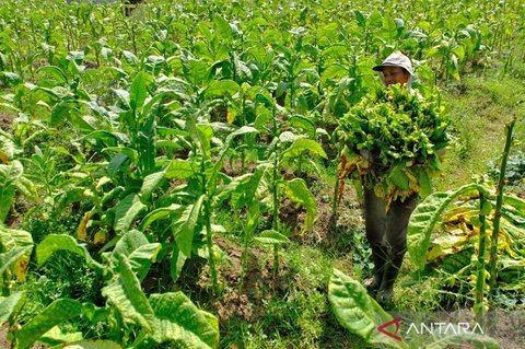 DKPPP Temanggung Imbau Petani untuk Tanam Tembakau Lebih Awal Demi Kualitas Optimal