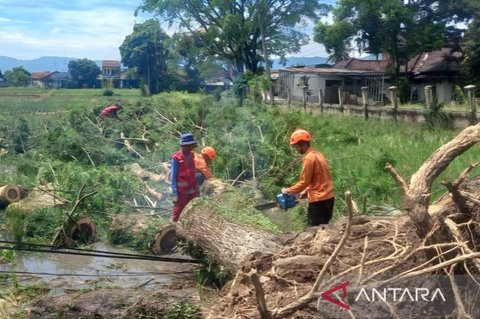 BPBD Cianjur Catat Puluhan Pohon Tumbang Akibat Cuaca Ekstrem, Jalur Utama Sempat Terhambat
