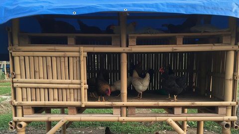 7 Model Kandang Ayam dengan Modal di Bawah Rp500.000, Bisa Jaga Ketahanan Pangan Keluaga