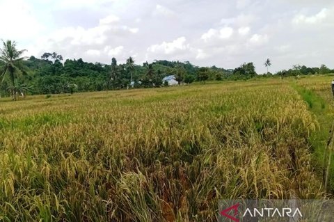 Berau Lindungi Pertanian dari Ancaman Kemarau Panjang, Produksi Padi Tetap Optimal