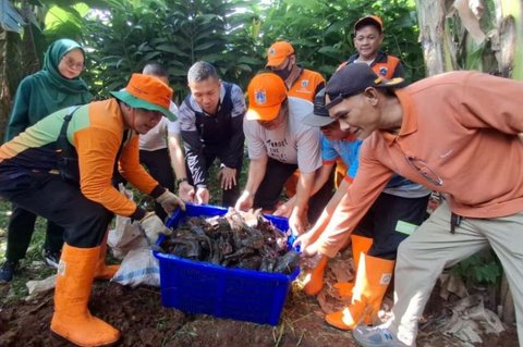 Pemkot Jaksel Gencarkan Penangkapan Ikan Sapu-Sapu Demi Jaga Ekosistem Perairan