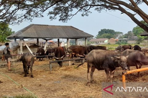 Pemkot Yogyakarta Siapkan Layanan Pemotongan Kurban di RPH Giwangan Selama Empat Hari Idul Adha 1447 H