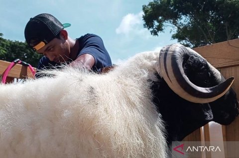 Pameran Domba Seni Lokal Temanggung: Angkat Potensi Ekonomi Hingga Miliaran Rupiah