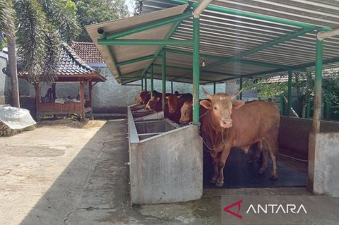 Pemkot Yogyakarta Perketat Pengawasan Hewan Kurban Jelang Idul Adha 2026