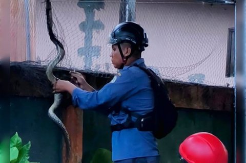Musim Hujan, Laporan Ular Masuk Rumah di Kotim Melonjak Tajam
