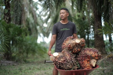 Kementan Awasi Perusahaan Sawit Hadapi El Nino, Pastikan Produksi Tetap Terjaga