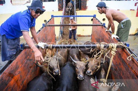 Jelang Idul Adha, Pengawasan Hewan Kurban Kalimantan Timur Diperketat