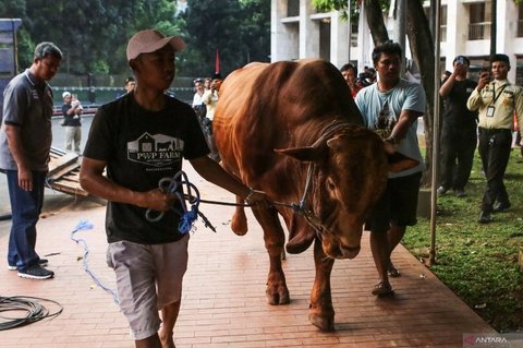 MUI Tegaskan Sapi Qurban Banpres APBN Sah Syariat dan Konstitusi, Luruskan Polemik