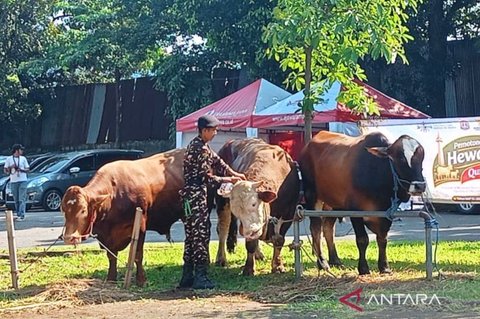 Polemik Banpres Sapi Presiden Prabowo: Legitimasi, Manfaat, dan Kritik yang Mengemuka