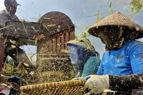 Menggapai Swasembada Beras Sumedang: Strategi Menjaga Ketahanan Pangan Regional