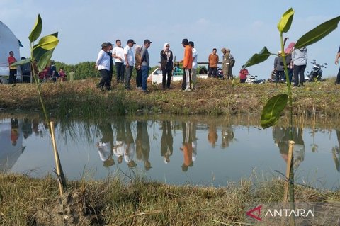 Penanaman Mangrove Demak: Solusi Jangka Panjang Pemkab Atasi Rob dan Abrasi