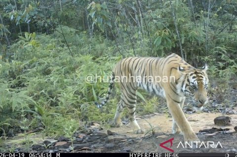 Harimau Sumatra Terekam Kamera Jebak di Hutan Harapan, Bukti Ekosistem Terjaga