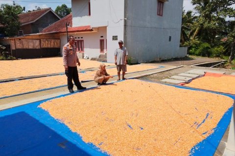 Polres Garut Sukses Dukung Swasembada Pangan, Hasil Panen Jagung Capai 326 Ton