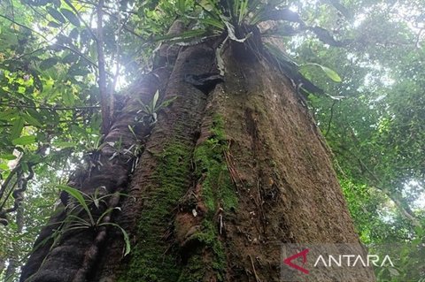 Taman Nasional Kutai Gencarkan Pelestarian Flora Langka Penting untuk Ekosistem Hutan Tropis