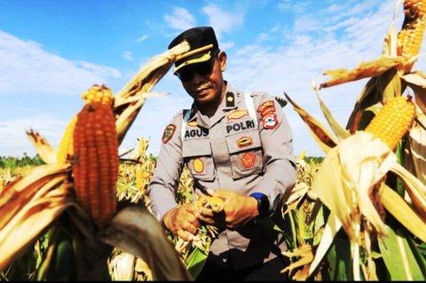 Polresta Banjarmasin Panen Jagung Lima Ton dari Lahan Tidur Rawa, Dukung Ketahanan Pangan