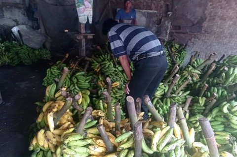 Pisang Lebak Jadi Andalan Ekonomi Petani, Pasokan Ratusan Ton Per Bulan Tingkatkan Kesejahteraan