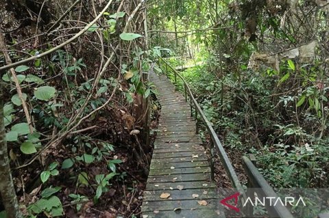 Menjelajahi Keajaiban Alam Taman Nasional Kutai: Dari Orangutan hingga Goa Sampemarta