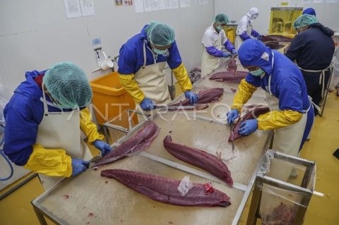 Indonesia Perluas Pasar Global, Ekspor Perdana Tuna Loin Maluku Tembus Thailand