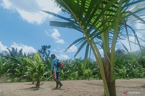 Pengembangan Kelapa Genjah di Pesisir Penajam Paser Utara Dorong Ekonomi dan Ketahanan Pangan