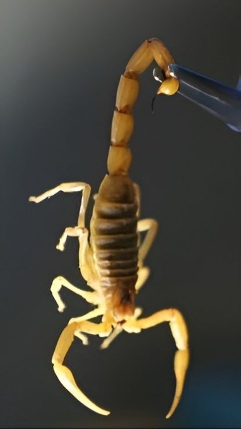 Sad! 3-Year-Old Child Dies After Being Stung by a Scorpion, Crawling on Clothes While Sleeping