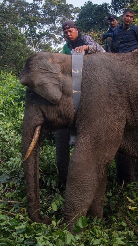 FOTO: Melihat Gajah-Gajah Liar di Riau Dipasangi Kalung GPS, Ini Fungsinya