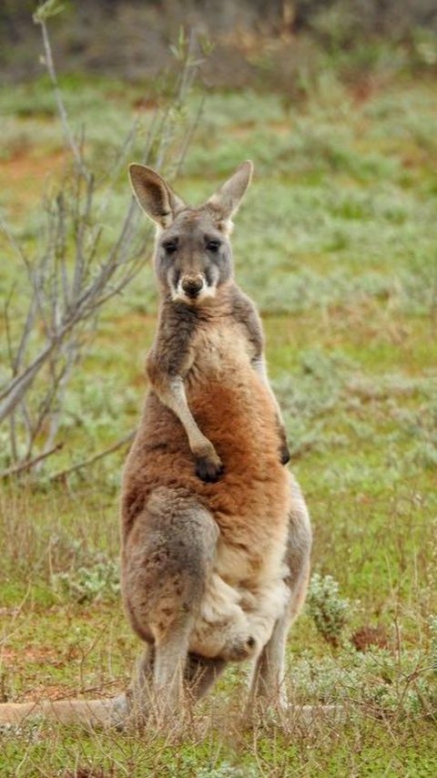 Petani Australia Dihajar Kanguru Setinggi 2 Meter, Ternyata Ini Penyebabnya