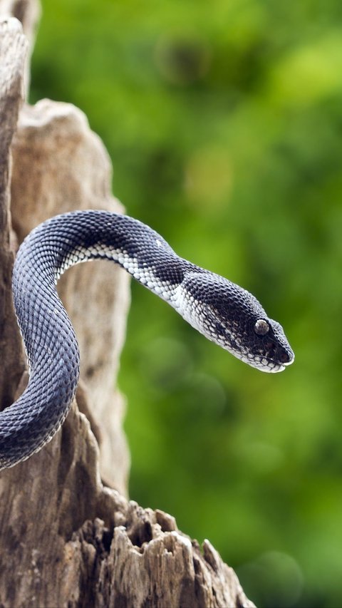 Terrifying Snake Terrorizes 'Silent Killer' Kalas, Residents Dare Not Go Out at Night