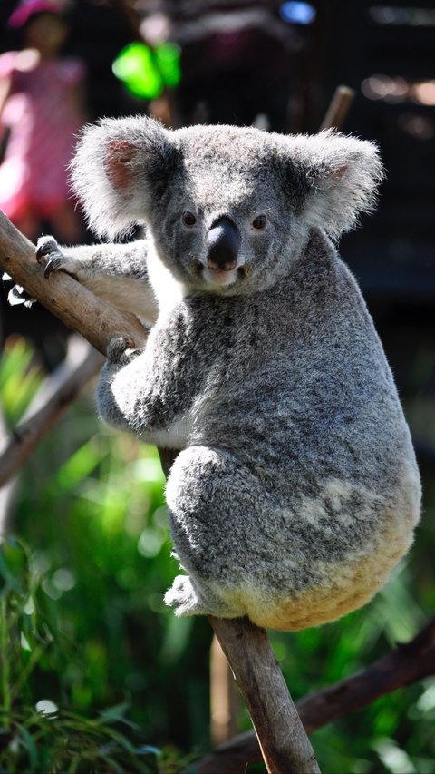 Koala Magic: 10 Amazing Facts That Will Leave You in Awe
