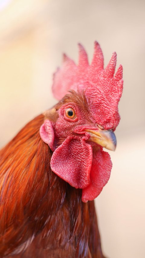 Jenis Ayam Aduan Terpopuler dan Paling Banyak Dicari, Berikut Daftarnya
