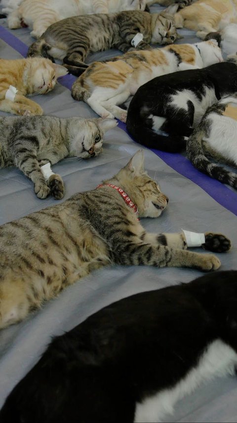 FOTO: Sudin KPKP Jaksel Gelar Sterilisasi Gratis untuk Ratusan Kucing, Cek Jadwal Berikutnya