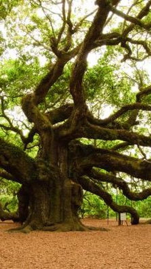 Mengapa Pohon Bisa Berusia Ribuan Tahun? Ternyata Ini Jawabannya