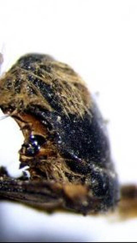 Ratusan Mumi Lebah Berusia Hampir 3.000 Tahun Ditemukan di Portugal, Hidup di Akhir Kekuasaan Nabi Sulaiman