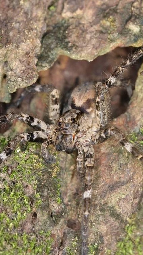 Ilmuwan Temukan Spesies Baru Laba-laba Serigala Berukuran Raksasa, Hidup di Atas Pohon dengan Delapan Mata