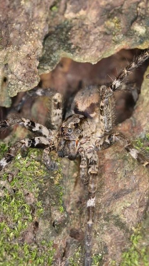 Scientists Discover New Species of Giant Wolf Spider, Living on Trees with Eight Eyes