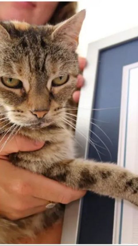 This Cat Sets the Record for The Loudest Purr in the World