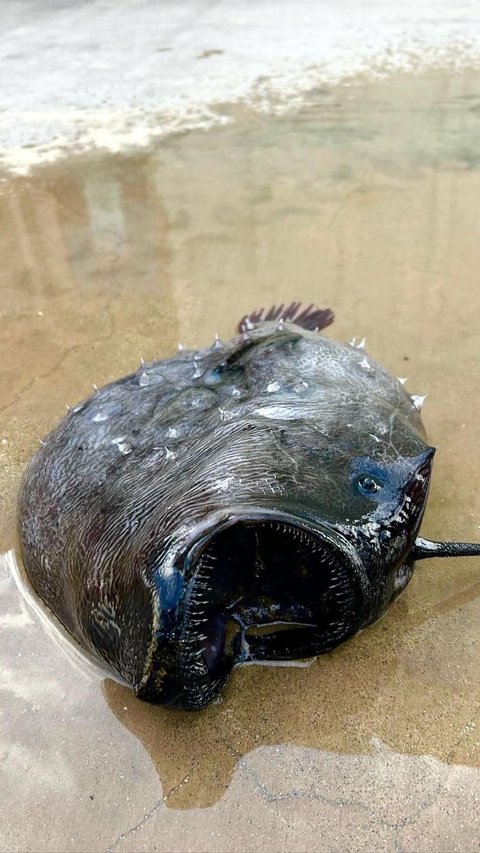 Viral! Terrifying Black-faced Fish with Gloomy Black Skin Stranded on US Beach Has a Sad Life Journey