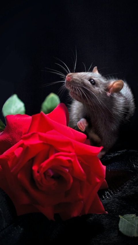 7 Shocking Facts About Mice That Will Send Shivers