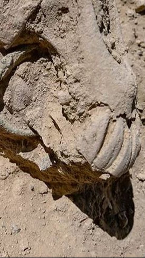 Kerangka Kuda Ditemukan di Sebuah Kastil Abad ke-8 SM, Ada Cincin Perunggu dalam Mulutnya