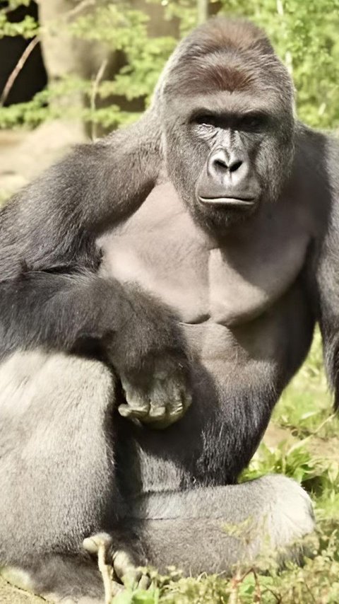7 Tahun Berlalu, Kabar Terbaru Bocah yang Jatuh di Kandang Gorila Berakhir Menyedihkan