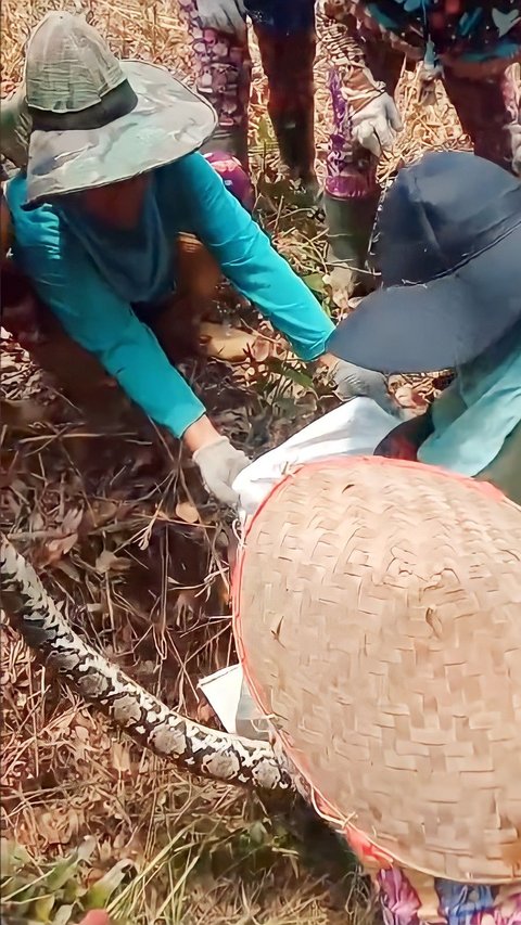 Only in Indonesia, Giant Pythons Lose 'Dignity', Becoming the Target of Palm Oil Worker Mothers