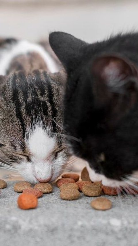 Dry Food Atau Wet Food? Ini Makanan Yang Bagus Untuk Kucing Kesayanganmu