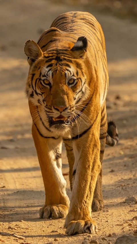 6 Fun Facts About Bengal Tigers, The National Animal Of India