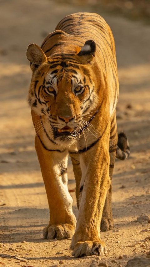 trstdly: fun-facts-about-bengal-tigers news in simple english