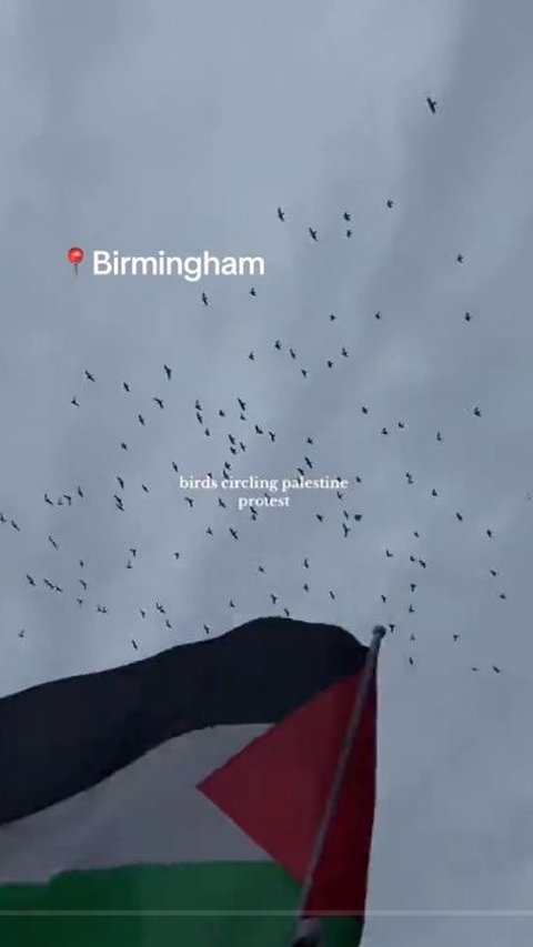 Bird Flock Goes Viral as if Participating in Pro-Palestine Demonstrations in Several Countries