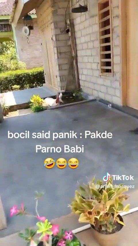 Babi Masuk Pekarangan Rumah Warga, Suara Bocil di Akhir Video Bikin Ngakak