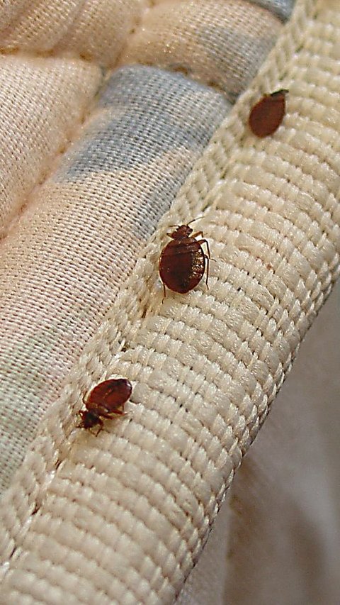 Paris Is in a Battle Against Bed Bugs