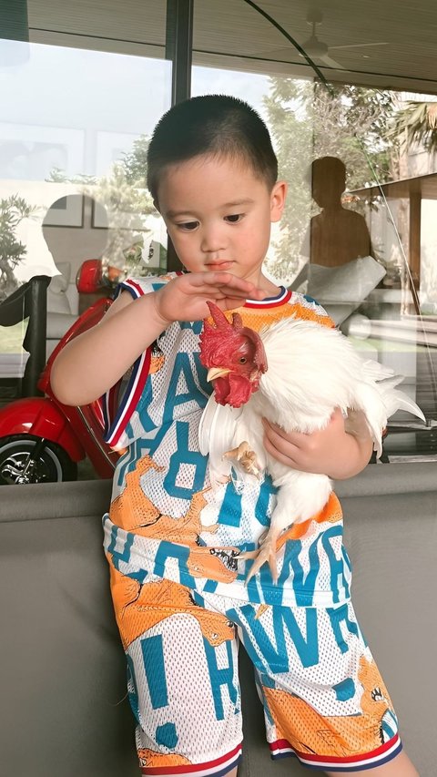 Super Cute! Potret Putra Citra Kirana Manjakan Ayam Warisan Kakek