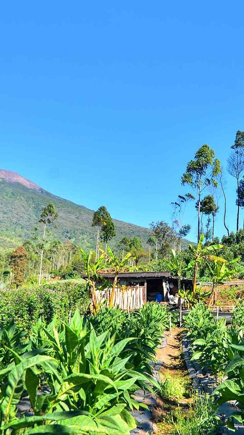 Industri SKT di Tanah Air Serap Banyak Tenaga Kerja dan Beri Efek Ganda Bagi Perekonomian